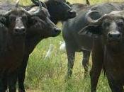 signor bufale Buffalo