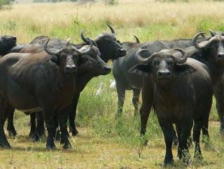 Il signor X e le bufale di Buffalo