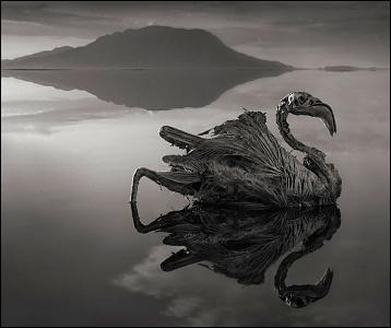 Il lago che trasforma i corpi in pietra.