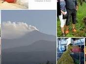 Wine tour&tasting; folk siculo Tenuta Fessina tempo vendemmia