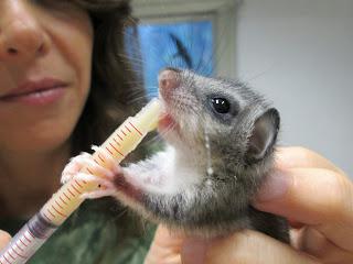 Salvati venticinque cuccioli di ghiro