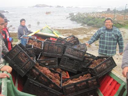 Pyura chilensis, la roccia che vive