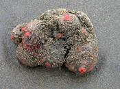 Pyura chilensis, roccia vive