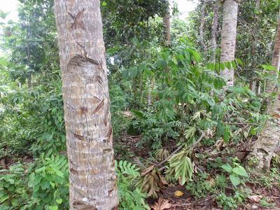 Viaggi in Indonesia: la natura ci parla