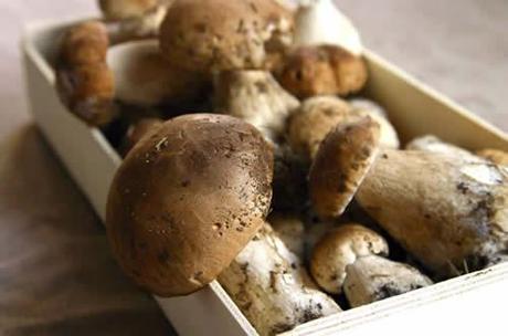 champignons-cepes-funghi_000