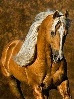 Il cavallo d'oro