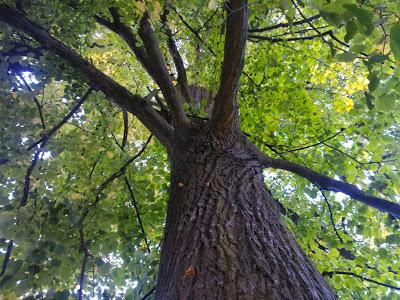 Il mio Albero