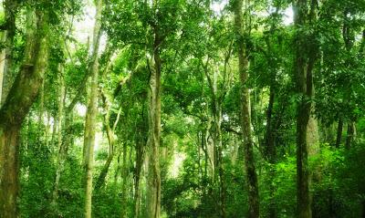 Tradizioni e riti della foresta sacra Kaya dei Mijikenda