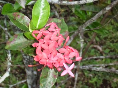 Viaggi in Indonesia: la bellezza dei fiori