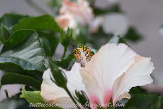 Un paio di scatti a: HIBISCUS ANCORA IN FIORE