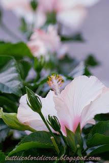 Un paio di scatti a: HIBISCUS ANCORA IN FIORE