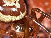 Inghilterra, morso ragno rischia perdere gamba
