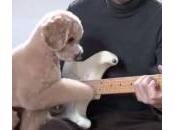Mocha, cane suona chitarra (Video)