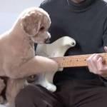 Mocha, il cane che suona la chitarra (Video)