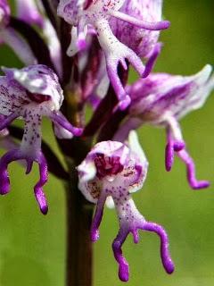 Wallpaper: Impantiens