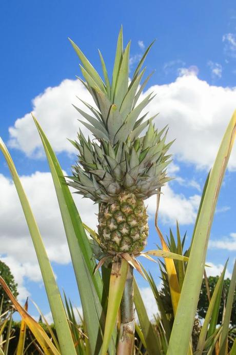 In the Street...Still Want to Pineapple, New York & Milan