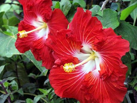 hibiscus_5_30_09_b