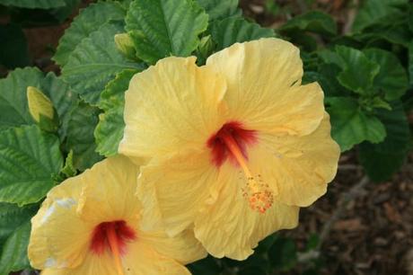 Hibiscus_rosa-sinensis_yellow,_Oahu,_Hawaii,_USA