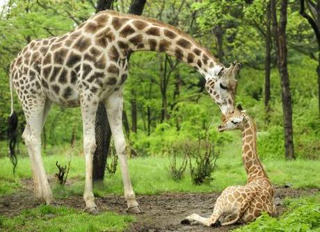 Baby_giraffe