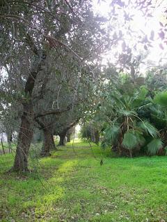 Sbocciano fiori sui tronchi degli ulivi