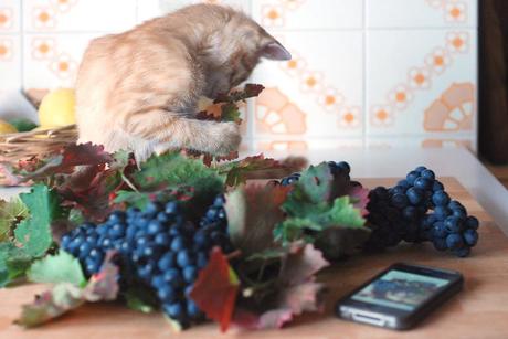 Mosto di Sagrantino. C'è sempre la prima volta, grazie a Twitter!