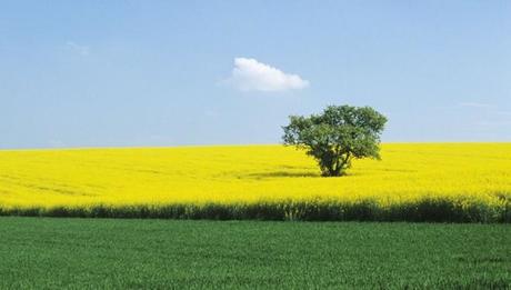 Biocarburanti? Ci pensa l’Italia