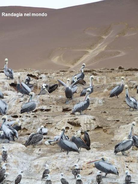 Isole Ballestas e Parco Nazionale di Paracas