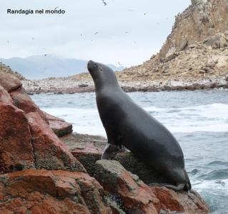 Isole Ballestas e Parco Nazionale di Paracas