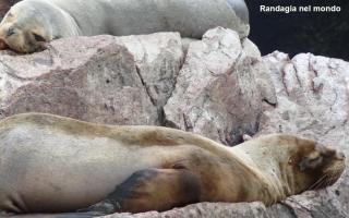 Isole Ballestas e Parco Nazionale di Paracas