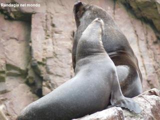 Isole Ballestas e Parco Nazionale di Paracas