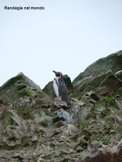 Isole Ballestas e Parco Nazionale di Paracas