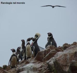 Isole Ballestas e Parco Nazionale di Paracas