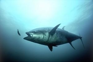 tonno-sardina