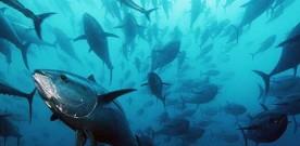 Troppi tonni in Sicilia, sarde e acciughe sempre più rare
