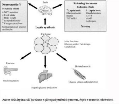 La leptina