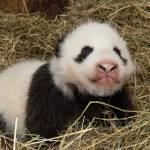 Il panda dello zoo di Vienna che ha solo due mesi02