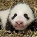 Il panda dello zoo di Vienna che ha solo due mesi01