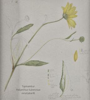 Helianthus tuberosus - Topinambur . Studio 2° parte