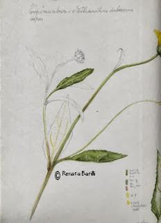 Helianthus tuberosus - Topinambur . Studio 2° parte