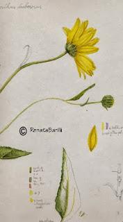 Helianthus tuberosus - Topinambur . Studio 2° parte