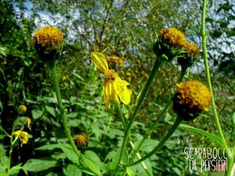 Ottobre giallo [foto di oggi]