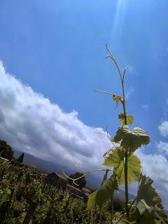 In un equilibrio millenario e compiuto, più antico del cielo e della terra. I vini etnei di Tenuta di Fessina alla Bottiglieria Belvedere di Volturno, Enna