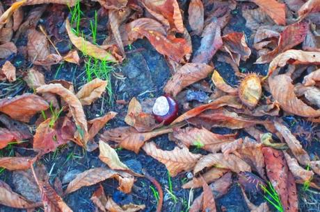 Autunno? Fatevi prendere in castagna!