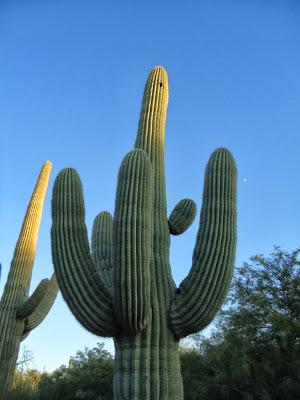 Il giardino dei cactus di Phoenix