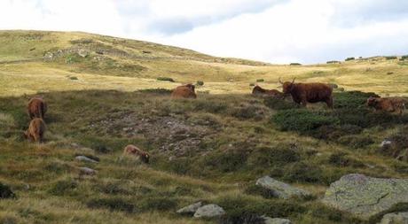 ALTO ADIGE: ALPE DI VILLANDRO