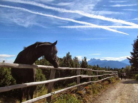 ALTO ADIGE: ALPE DI VILLANDRO