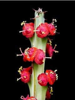 Euphorbia Fluminis