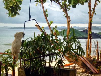 Viaggi in Indonesia: Cacatua bianco e rosso