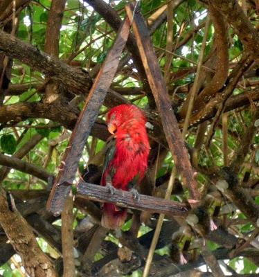 Viaggi in Indonesia: Cacatua bianco e rosso