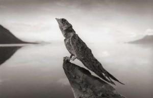 Lago Natron in Tanzania: trasforma gli animali in statue di pietra